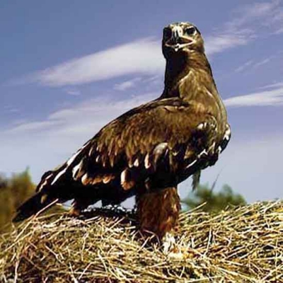 Рожденный в неволе